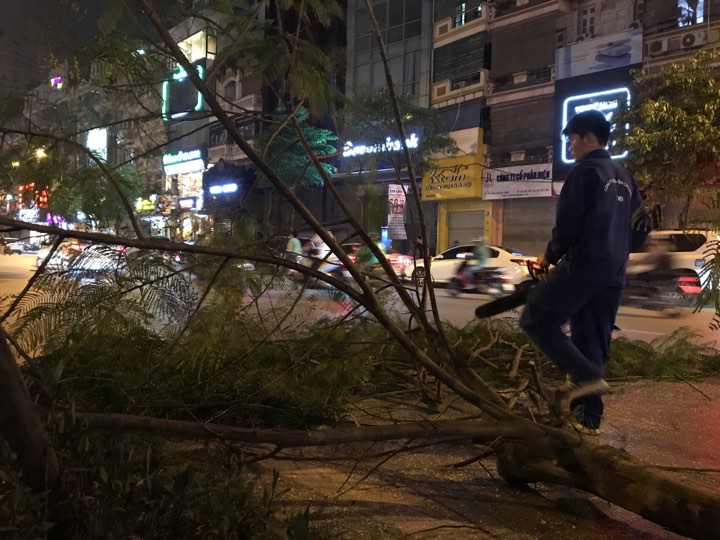 Hà Nội nhổ bỏ hàng loạt cây phượng: Công ty Cây xanh nói gì? - 5