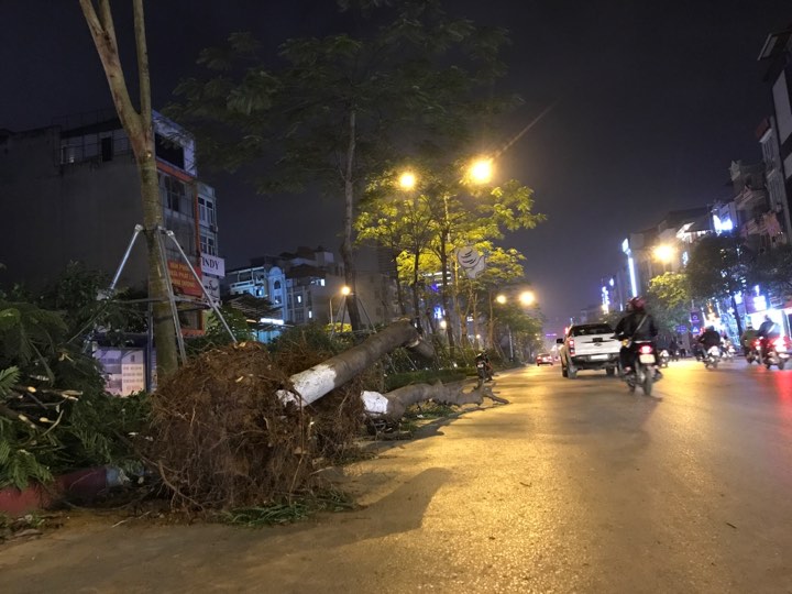 Hà Nội nhổ bỏ hàng loạt cây phượng: Công ty Cây xanh nói gì? - 10