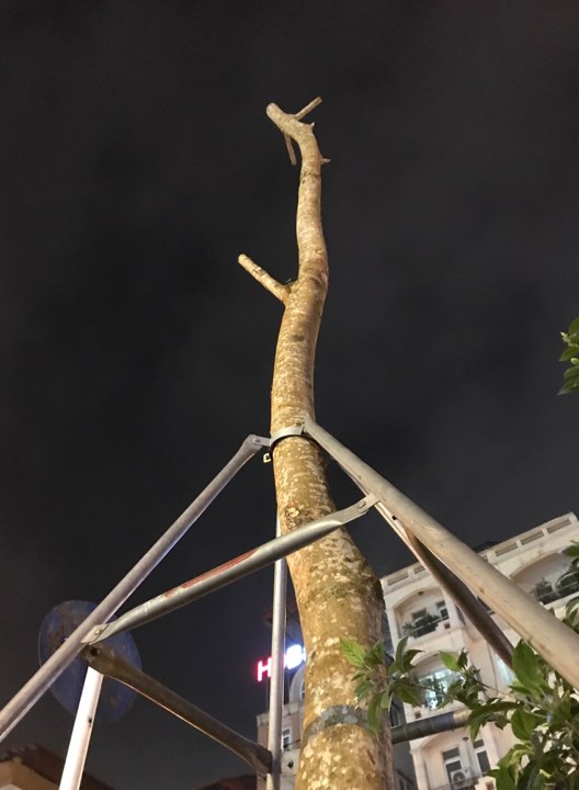 Hà Nội nhổ bỏ hàng loạt cây phượng: Công ty Cây xanh nói gì? - 8