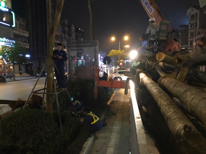 Hà Nội nhổ bỏ hàng loạt cây phượng: Công ty Cây xanh nói gì? - 7