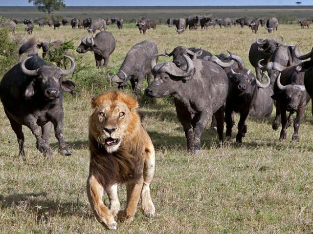 Media - Bị trâu rừng "đánh hội đồng", sư tử trèo lên cây để thoát thân