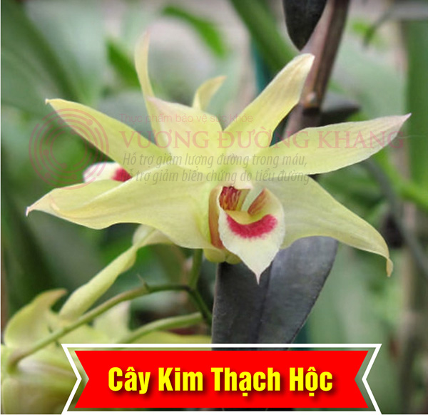 Việt Nam: Phát hiện loài cây “cực quý” mọc trong hốc đá giúp bớt tê bì chân tay, tiểu đêm, ổn định đường huyết - 1