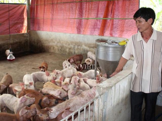 Thị trường - Tiêu dùng - Giá heo hơi 4/4: Thị trường ấm lên, miền Nam cao nhất 4,7 triệu/tạ