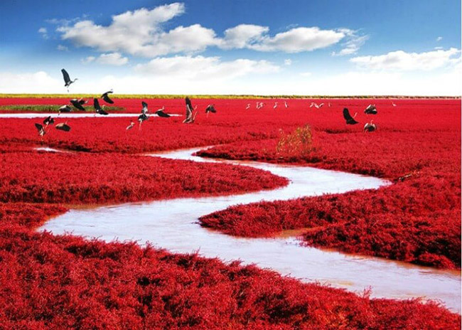 Bãi biển đỏ: Bãi biển đỏ và là một điểm thu hút khách du lịch lên tới hàng chục ngàn người mỗi năm. Hàng năm vào mùa thu, Bãi biển Đỏ này trở nên sống động với Suaeda salsa, một loại cây có màu đỏ phát triển mạnh trong nước mặn.
