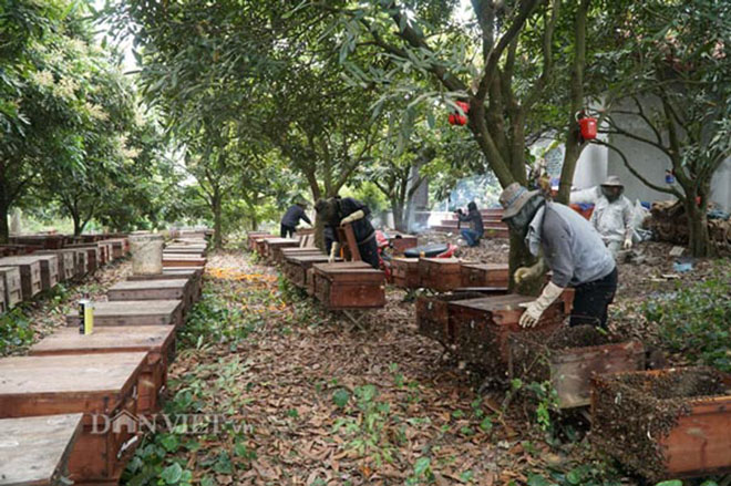 Thực hư việc UBND xã ra lệnh “cưỡng chế” đàn ong ra khỏi địa phương - 1