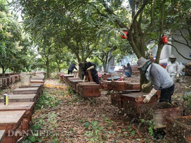 Tin tức trong ngày - Thực hư việc UBND xã ra lệnh “cưỡng chế” đàn ong ra khỏi địa phương