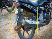 Thế giới xe - SỐC: Trăn dài 2,4 mét quấn chặt xe côn tay Honda Unicorn