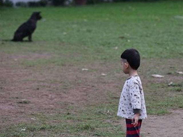 Tin tức trong ngày - Cục Thú y: Chưa xử phạt được trường hợp nào chó thả rông ngoài đường