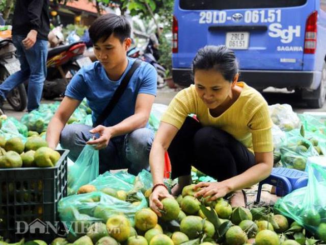 Thị trường - Tiêu dùng - Clip: Quýt sạch Quỳ Hợp về Thủ đô nhờ "giải cứu"