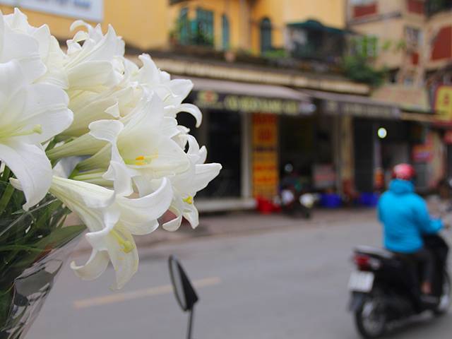 Hoa loa kèn cao nửa mét, giá trăm ngàn khiến người Sài Gòn lặn lội ra Hà Nội mua - 8