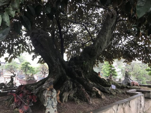 Thị trường - Tiêu dùng - Choáng ngợp vú sữa đại thụ chi chít quả, có giá hàng tỷ đồng