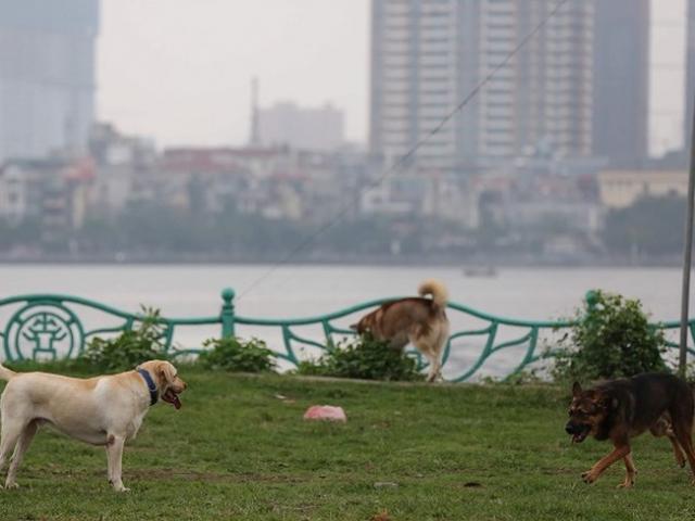 Tin tức trong ngày - Hãi hùng nhìn chó thả rông "tung tăng" dạo vườn hoa, lượn phố ở Hà Nội