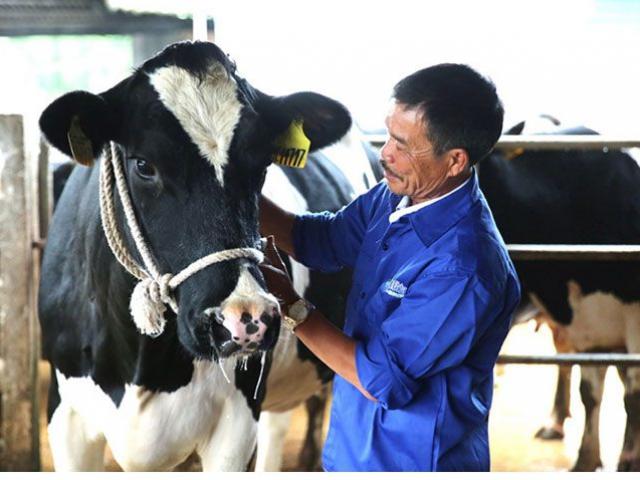 Thị trường - Tiêu dùng - Nuôi bò sữa, đất cao nguyên Mộc Châu "đẻ" 600 triệu phú