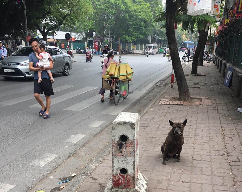 Hãi hùng nhìn chó thả rông &#34;tung tăng&#34; dạo vườn hoa, lượn phố ở Hà Nội - 1