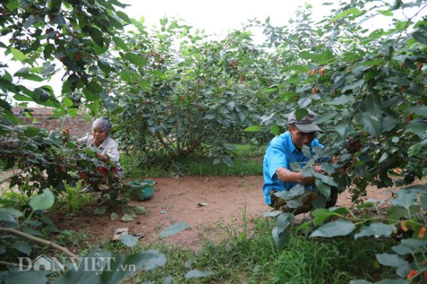 Ảnh, clip: Tất bật hái dâu, nông dân kiếm chục triệu 1 tháng - 4