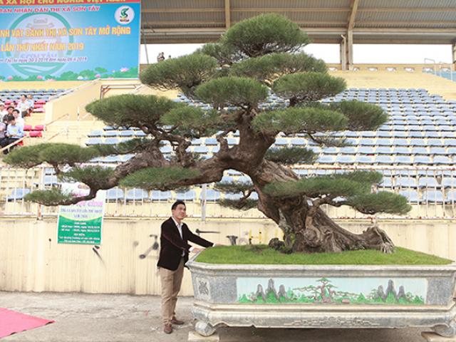 Thị trường - Tiêu dùng - Cây phi lao như "củi khô" mà trả tiền tỷ chưa bán