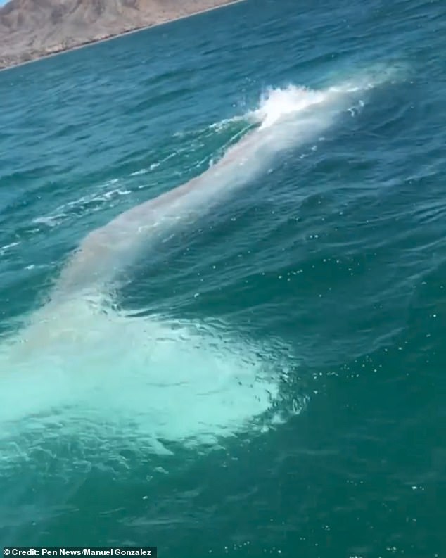 Video: Phát hiện cá voi bạch tạng siêu hiếm ngoài khơi Mexico - 1