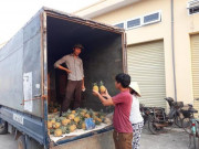Thị trường - Tiêu dùng - 3.000 đồng một quả dứa loại to, rẻ ngang cốc trà đá