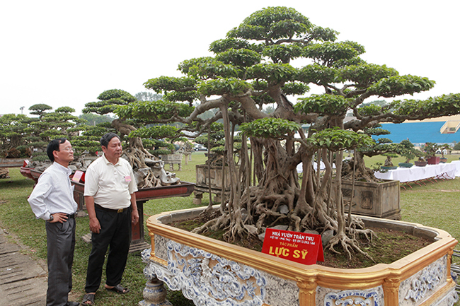 Tại triển lãm sinh vật cảnh Sơn Tây mở rộng năm 2019, cây sanh có tên “lực sĩ” thu hút giới chơi cây bằng “vẻ đẹp khỏe khoắn”. Đây cũng là dịp để du khách chiêm ngưỡng một trong những cây sanh cổ, đẹp nhất Hà Nội xưa.