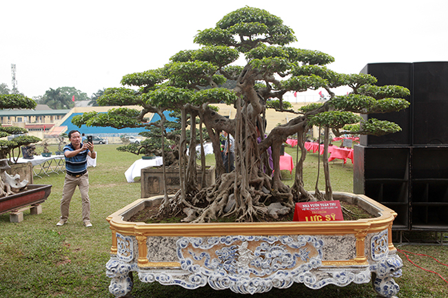 Anh Phan Văn Toàn (TP. Việt Trì, Phú Thọ), chủ nhân của cây sanh “lực sĩ” cho biết, đây là một trong 3 cây sanh cổ, đẹp nhất của đất Hà thành xưa. Cây có tuổi đời trên 200 năm.