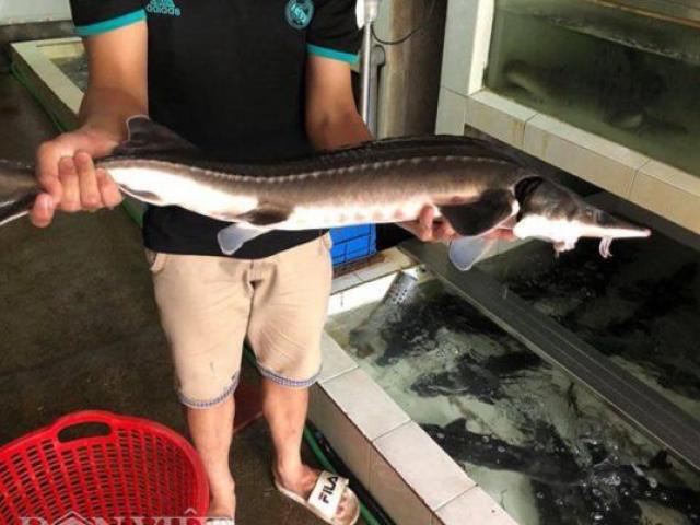 Thị trường - Tiêu dùng - Trang trại cá quý tộc thuộc dạng "tầm cỡ" ở lưng chừng đèo Khau Phạ