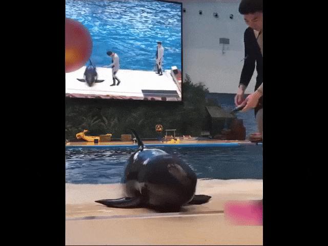 Video Clip Cười - Thế giới thật đáng sợ, đến con cá cũng "nhây" thế này