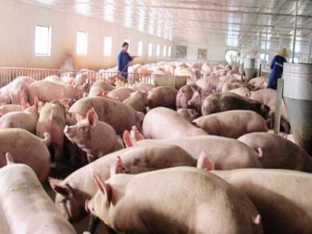 TP.HCM: Giá lợn hơi cán mốc 50.000đ/kg, thịt có nguồn gốc lên ngôi