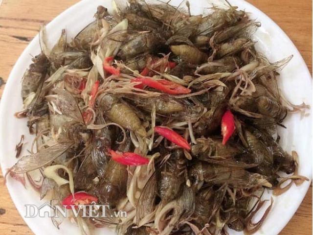 Thị trường - Tiêu dùng - Con đặc sản "inh tai nhức óc" lại khiến cánh mày râu rớt nước miếng