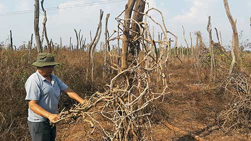 Tiêu chết như ngả rạ, giá rẻ như rau, nhà nông Tây Nguyên “chết mòn” - 1