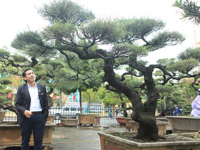 Thị trường - Tiêu dùng - Ra tay giải cứu hàng chục "cụ cây", người đàn ông có ngay vườn bonsai "triệu đô"