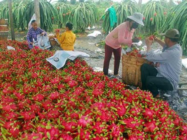 Trung Quốc sẽ xả kho dự trữ, hạt gạo Việt gặp khó