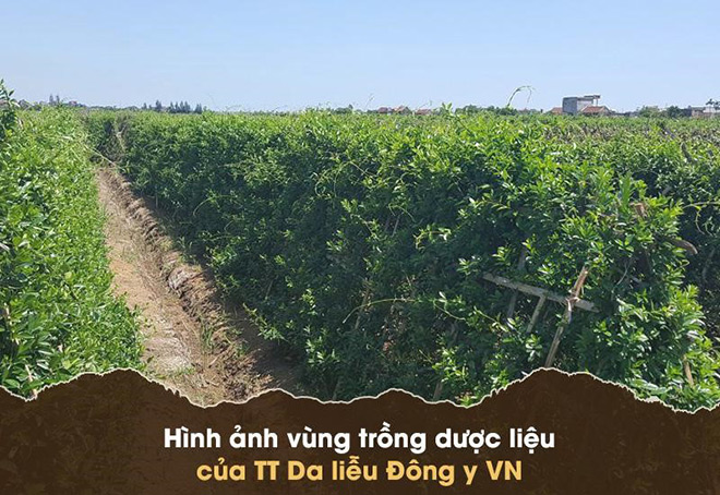 Công ty Da liễu Đông y Việt Nam: Tự chủ nguồn dược liệu để tạo nên sản phẩm sạch - 2