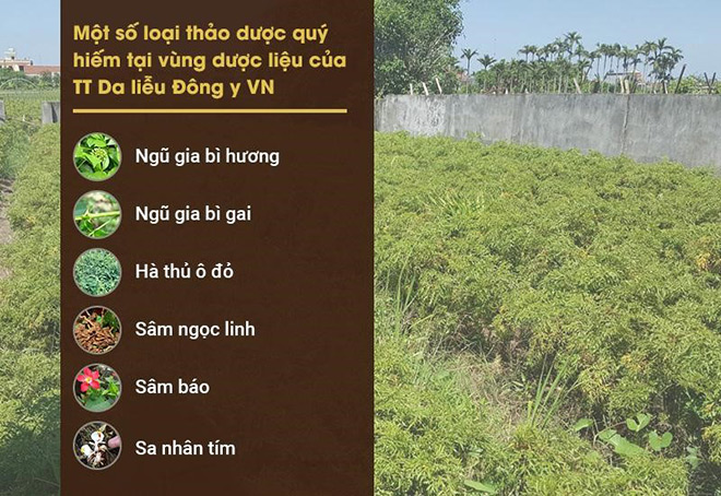 Công ty Da liễu Đông y Việt Nam: Tự chủ nguồn dược liệu để tạo nên sản phẩm sạch - 3