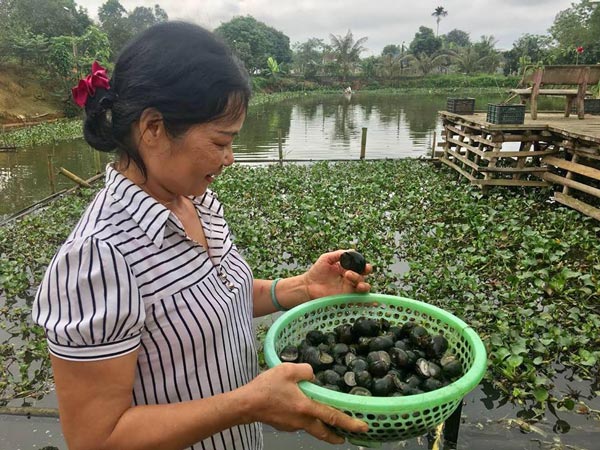 Thả con nhả nhiều nhớt ở ao bèo, cho ăn lá cây, lãi 10 triệu/tháng - 1