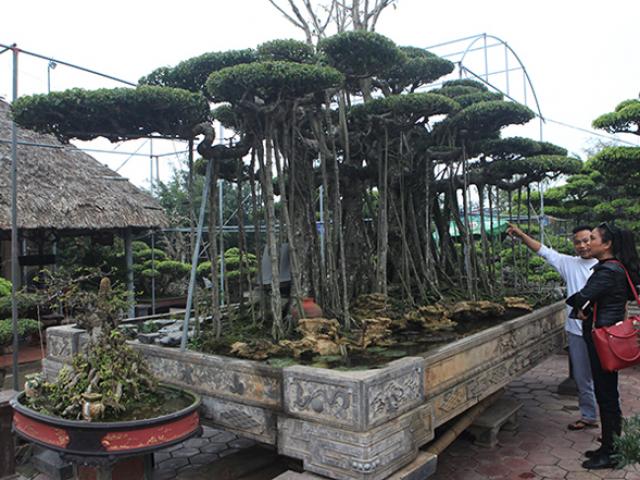 Thị trường - Tiêu dùng - Dành "cả thanh xuân" tạo tác cây sanh cổ, chủ nhân định giá 10 tỷ mới bán