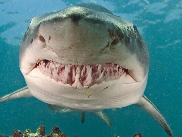 Phi thường - kỳ quặc - Thấy xác người trôi nổi trên biển nhưng không thể vớt vì “tử thần” vây quanh