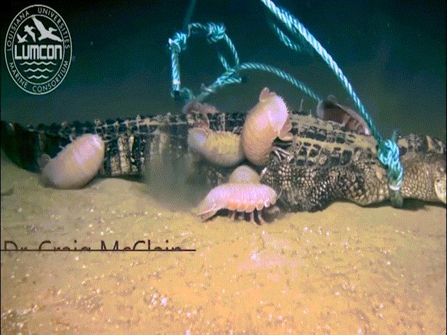 Video: Sinh vật kỳ dị dưới biển xâu xé “sát thủ đầm lầy”