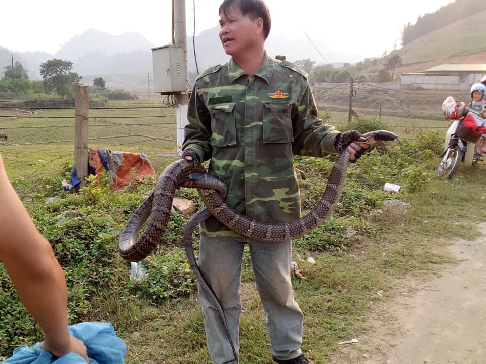 Nóng 24h qua: Đem rắn hổ mang &#34;khủng&#34; ra đường chụp ảnh và cái kết bất ngờ - 1