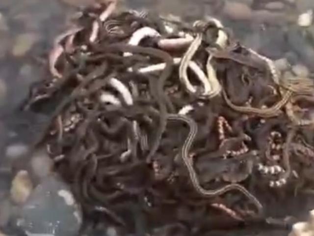 Phi thường - kỳ quặc - Thả 40kg rắn ra sông lấy may, không ngờ nhận kết cục đen đủi