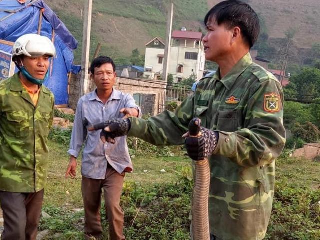 Tin tức trong ngày - Người mua con rắn hổ mang "khủng" nặng hơn 6kg có bị xử phạt?