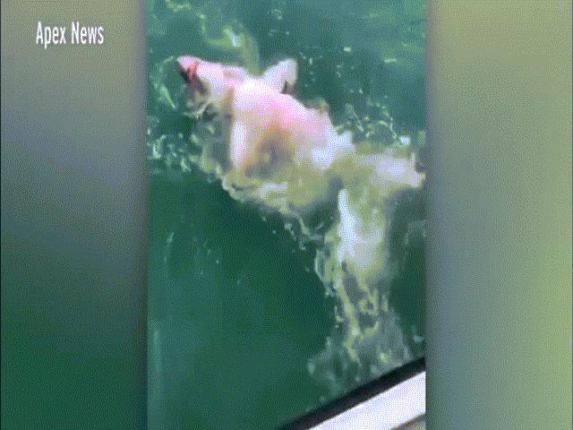 Thế giới - Video: Câu được cá mập quái vật nặng 2 tạ sau 2 giờ giằng co ác liệt