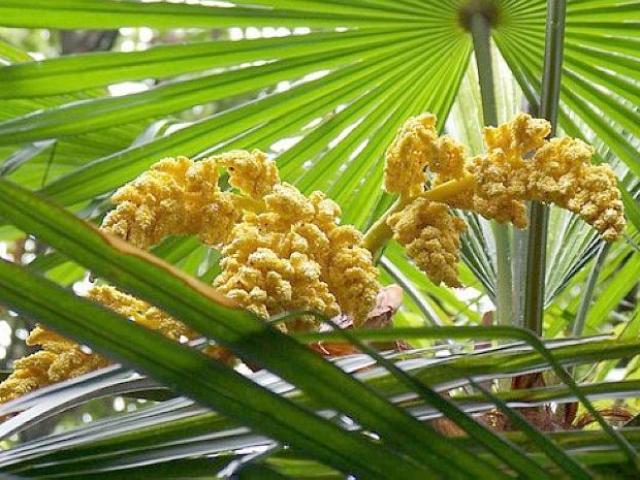 Ẩm thực - Ai dè loại quả như trứng cá lại là thuốc bổ cho người bị huyết áp