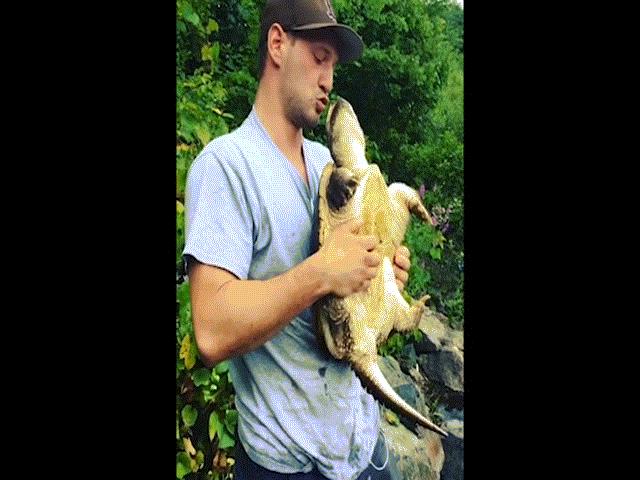 Phi thường - kỳ quặc - Bị chê chậm chạp, không ngờ rùa ra đòn nhanh khiến thanh niên này không đỡ kịp