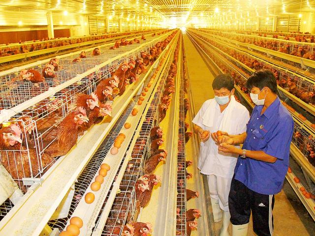 Thị trường - Tiêu dùng - Số lượng lên đến 409 triệu con, Việt Nam vẫn nhập 128.000 tấn thịt gà