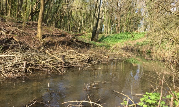 Dòng sông chết tại Anh hồi sinh sau 70 năm - 2