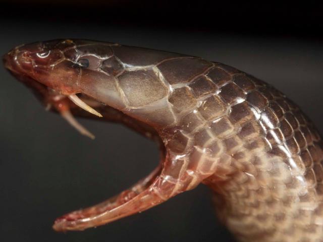 Loài rắn đáng sợ nhất TG có thể làm rụng 1 ngón tay người mà không cần mở miệng