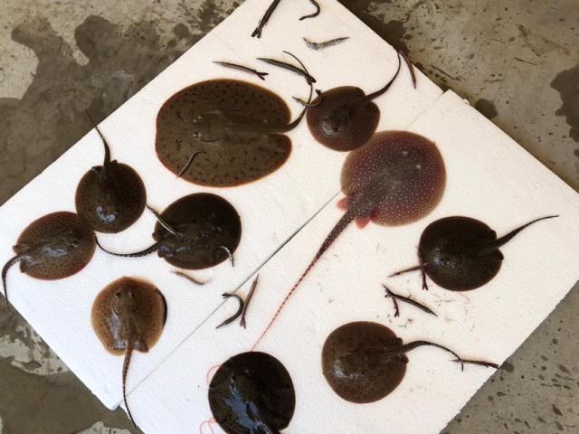 Phi thường - kỳ quặc - Kinh dị phát hiện hàng loạt cá xâm lấn tại sân bay Mỹ