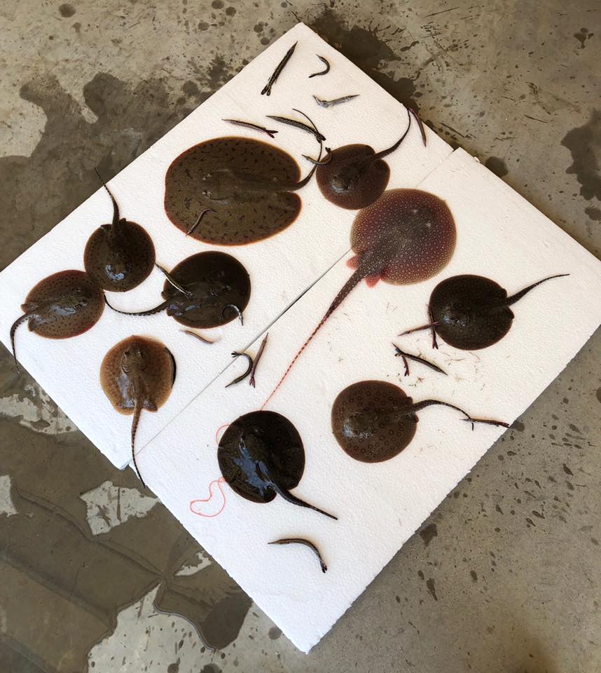 Kinh dị phát hiện hàng loạt cá xâm lấn tại sân bay Mỹ - 1