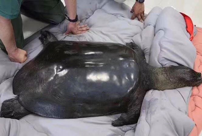 Cá thể rùa Hoàn Kiếm ở Trung Quốc qua đời - 1