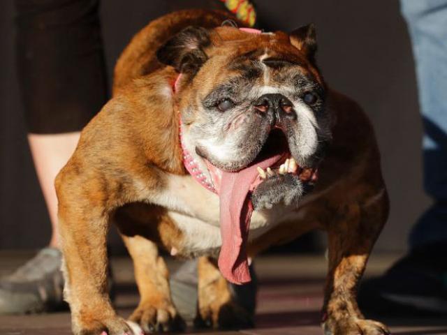 Thế giới - Bé trai 10 tuổi bị chó xông vào cắn xé, cảnh sát tới không kịp cứu